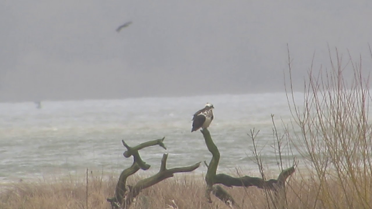 nature kpop Osprey (pandion haliaetus)