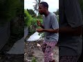 Mchina Mweusi Anakula Konokono 