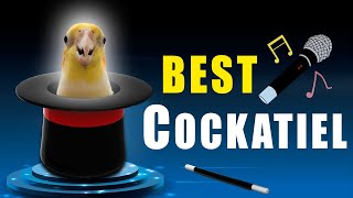 TOP Best cockatiel bird singing  | cockatiel singing and dancing |Best cockatiel singing training