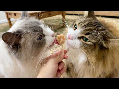 ふわふわ猫ちゃんにアイスをあげたら夏の暑さが吹き飛ぶほど可愛すぎました