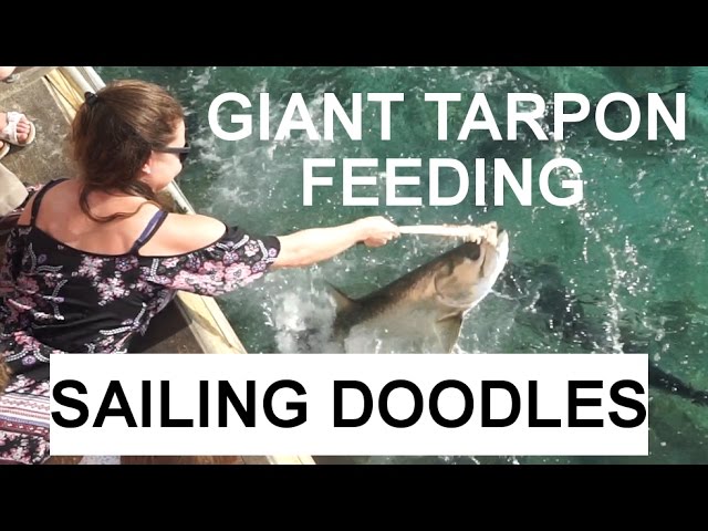 Giant Tarpon Feeding & Paradise Found at Virgin Gorda – S1:E29