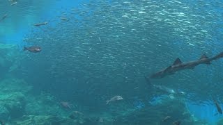 「三陸の海」再現 仙台の新水族館公開
