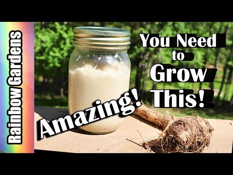 Amazingly Nutritious Horseradish! How to Grow and Prepare It, Root to Kitchen (my experience)!