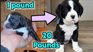 A puppies journey from 1 pound to 20 pounds / Lab retriever cross with English springer spaniel