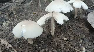 JAMUR TERENAK DIDUNIA #jamur #hutan #jamurliar #indonesia #nusantara 