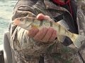 Illinois outdoors lake michigan perching with don dziedzina