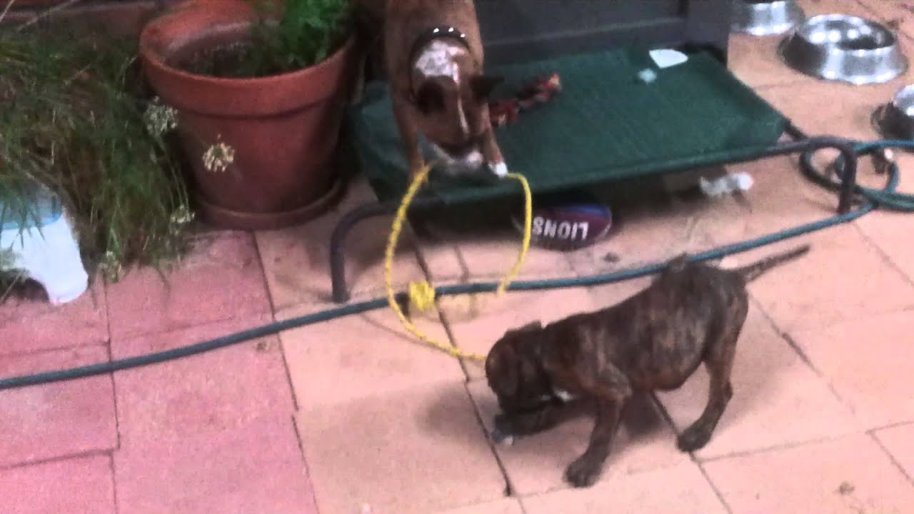 The worlds most unfair tug o war YouTube