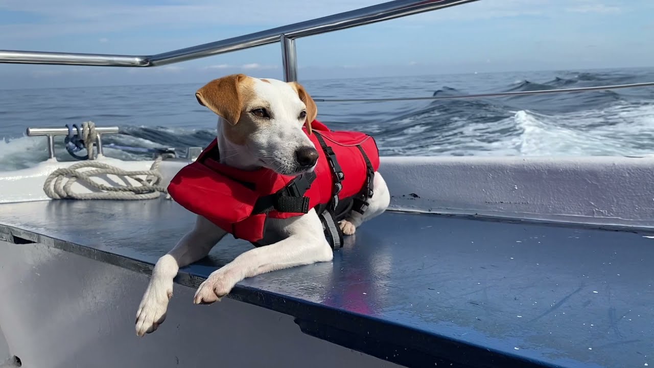 Pipper en Zumaia y el Flysch de la Costa Vasca