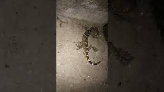 Tocil Tokek Kecil シ