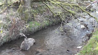 Shocking Footage Shows Hunted Stag’s Final Moments After Horrific Chase