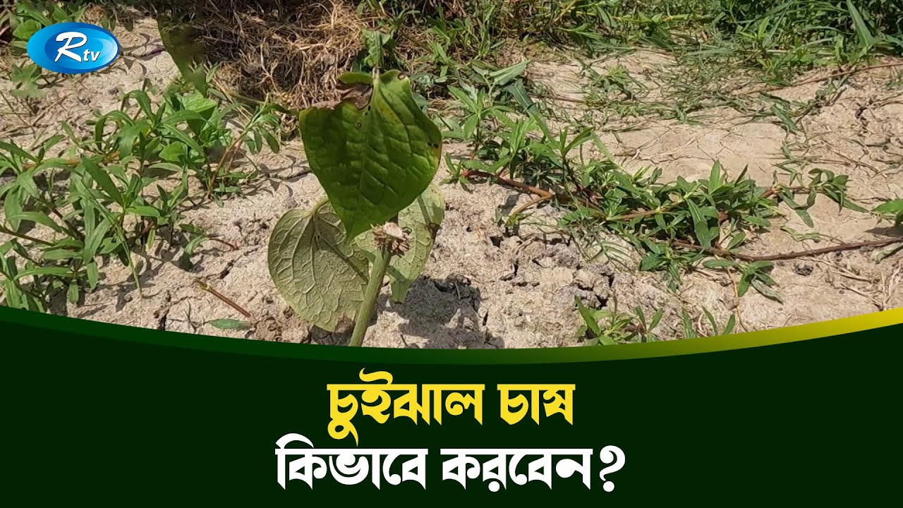 সঠিক পদ্ধতিতে চুইঝাল চাষ | Chuijhal Cultivation | Rtv News - YouTube