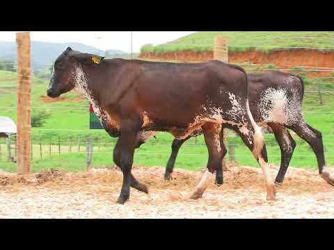 LOTE 54 • LEILÃO GIROLANDO VILAREJO • DIA 22 DE MARÇO 14HS REMATEWEB • 5689CS  5696CS