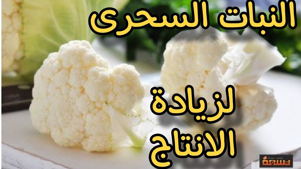 نبات رهيب لزيادة الانتاج  ورافع للمناعة وعلاج كثير من الأمراض لازم تستخدمة الان