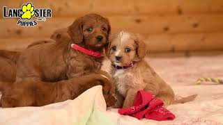 Precious Cavapoo Puppies