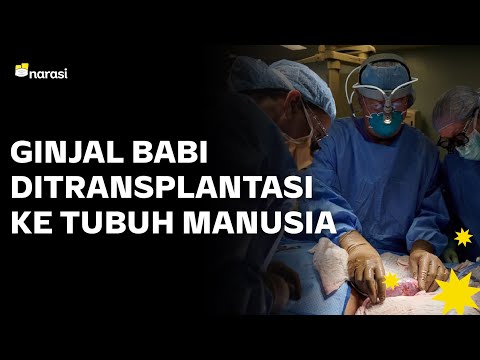 Video: Kapan transplantasi semak beautyberry?