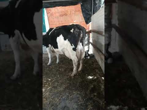 البهيمة تتبول مثل الإنسان