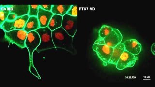 Information A PTK7/Ror2 Co-Receptor Complex Affects Xenopus Neural Crest Migration Update