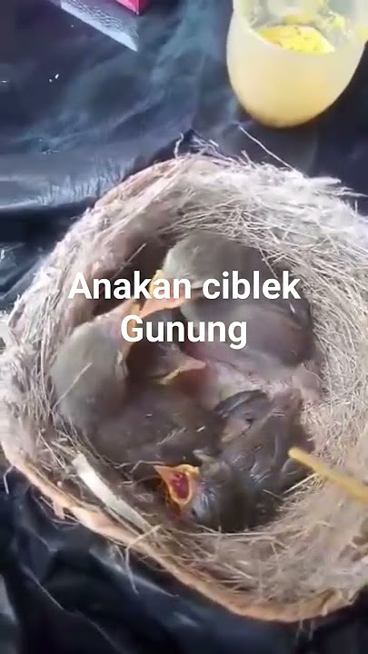 anakan ciblek gunung umur 11 hari #cigun #shorts #video #shortvideo