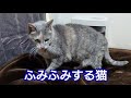 ふみふみする16才の猫　#Shorts