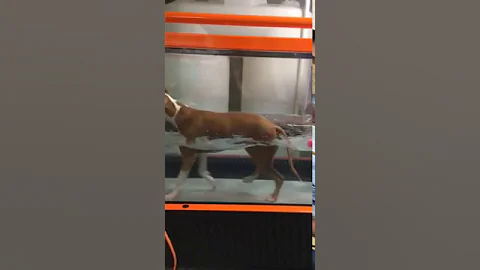 Milo's Second Rehab Session on Day 30 as a Bella's...