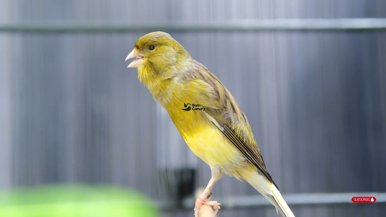 kenari gacor durasi panjang, Full Isian, Non Stop, Untuk Pancingan, Ngerek Kawin, Cengkok Mewah