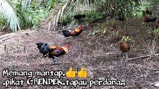 MIKAT AYAM HUTAN TERBARU..PIKAT (si grendek) turun perdana&amp;TAPAU perdana. 👍👍