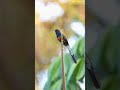 White Rumped Shama Singing/ Goan birds / birds of Western Ghats #whiterumpedshama
