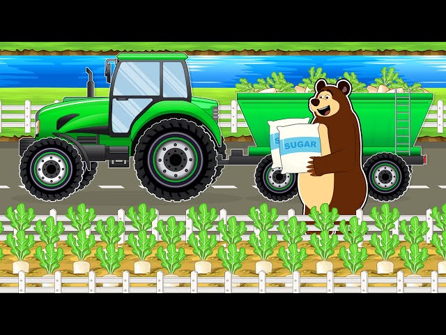 The Bear Farm: Harvest Beet Sugar and Tractor Driving to the Sugar Factory | Vehicles Farm Animated SD