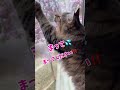 【猫動画】「リツ」と「つばめさん」と「私」 #cat #かわいい猫 #ねこ #保護猫 #キジトラ #猫との暮らし #茶トラ