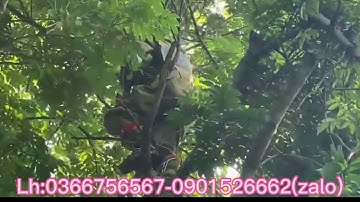 Hướng dẫn . Cách sử dụng guốc trèo cây 2 đinh - dụng cụ trèo cây .An toàn - hiệu quả