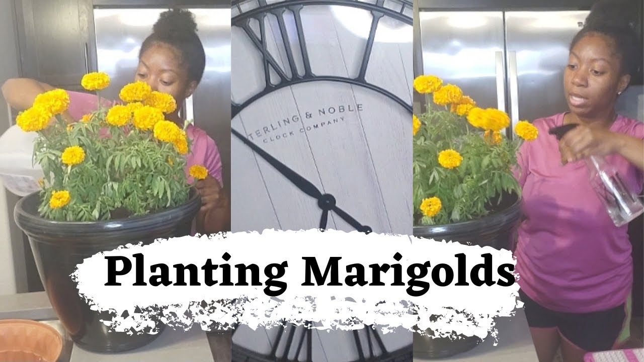 Hanging Clock + Planting Marigolds #plantingflowers #howtoplant # ...