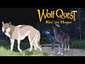 Sunset on Solstice🐺❄️Wolf Quest: Rising Hope #15 (Snowberry Pack)