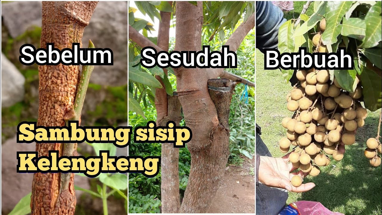 Trik Membuat Kelengkeng dari biji cepat berbuah / Sambung sisip kelengkeng