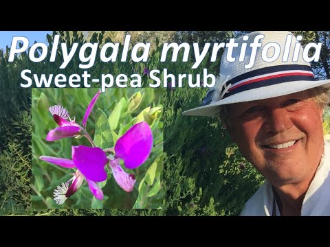 Polygala myrtifolia - Sweet Pea Shrub, anatomy, growing and maintenance