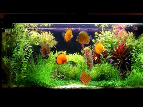 Discus planted tank 180L (1080p)