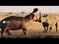 Hippo vs Rhino