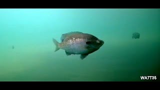 Sunday Feeding of the Fish | Fishing Videos #fish #fishing