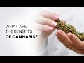 What are the benefits of cannabis use