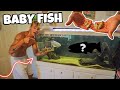 BREEDING BABY FISH to FEED MONSTER FISH!! *ultimate vlog*