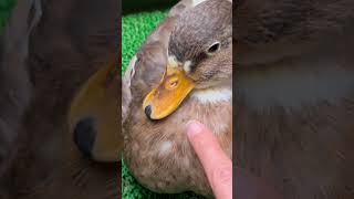 Sleepy Fluffy Call Duck.