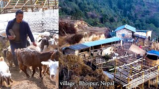 Bhumi Goad Farm Bhojpur Rural Nepal