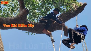 Quá hồi hộp Vua Khỉ cưa khớp khúc và hoàn thành cây Xà Cừ sẽ như thế nào ? (3/3) Cutting nacre tree