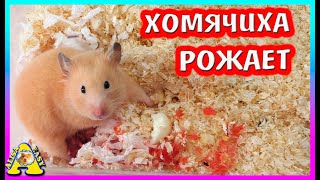 Роды Хомяка Фанни / Спасение хомячонка / Алиса Изи Петс / Alisa Easy Pets