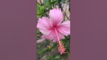 Thumbnail of blooming 😍 #flowers #viral #trending #shorts #ytshorts #music #song #shortsfeed
