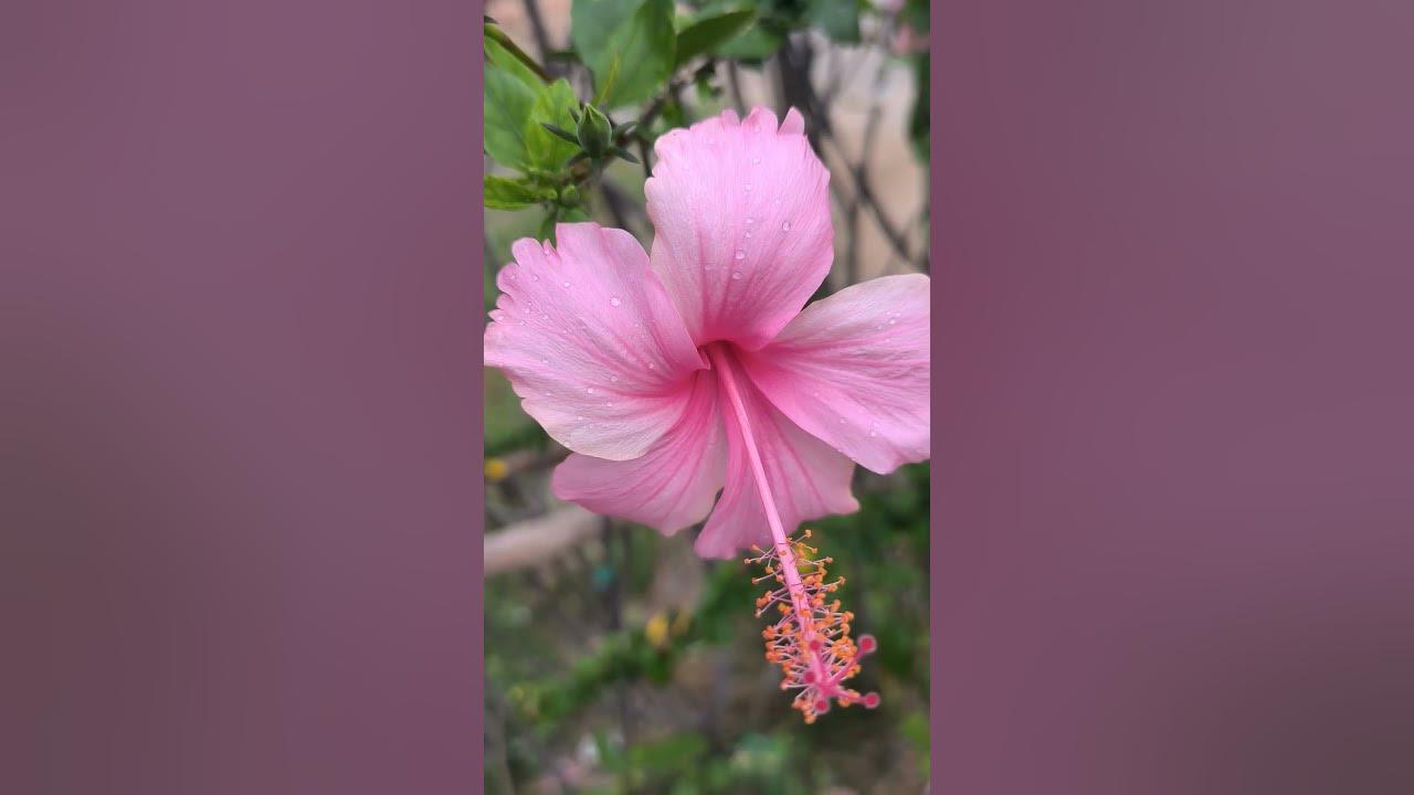 blooming π #flowers #viral #trending #shorts #ytshorts #music #song #shortsfeed blooming π #flowers #viral #trending #shorts #ytshorts #music #song #shortsfeed