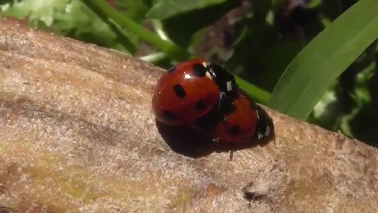 Ladybug Porn 23