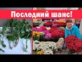 Ещё можно успеть!!! Размножение хризантемы черенками осенью