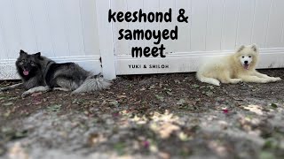 Keeshond & Samoyed Meet For The First Time