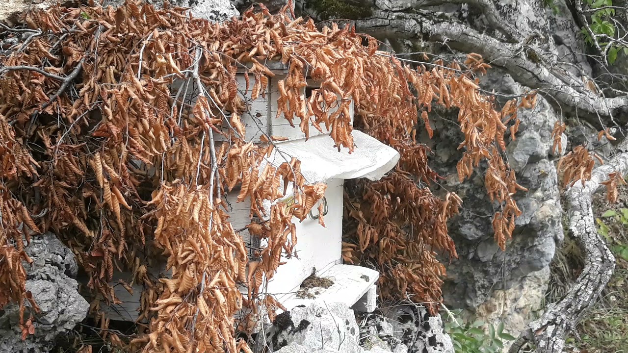 OĞUL YAKALAMA SAMSUNDA BABAM İÇİN YAKALADIĞIM OĞUL ARI