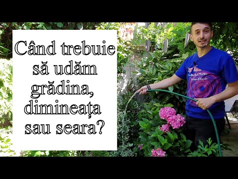 Video: Cum Să Udăm Grădina Corect? Reguli De Udare, Tipuri, Norme, Termeni